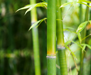 Bamboo Your Hair Regimen