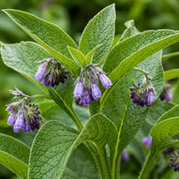Comfrey