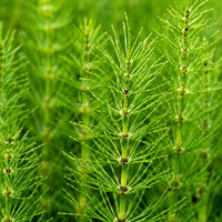 Horsetail Extract