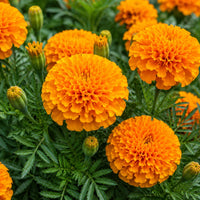 Marigold Flower Extract
