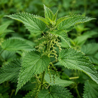 Nettle