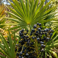 Saw Palmetto