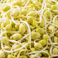 Soy Sprout Extract