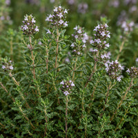 Thyme Leaf Extract