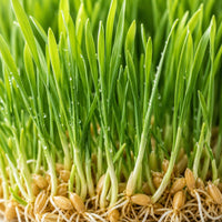 Wheat Sprout