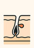 The ANAGEN phase (Growth)