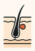 The TELOGEN phase (Rest)